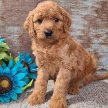 Goldendoodle Puppy Cuddles