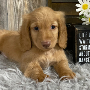 Dachshund Puppy Flint