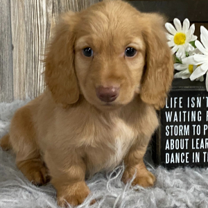 Dachshund Puppy Flint