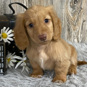 Dachshund Puppy Flint