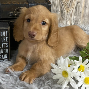 Dachshund Puppy Flint