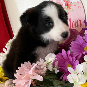 Border Collie Puppy Hayden