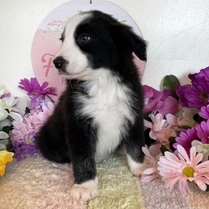 Border Collie Puppy Hayden
