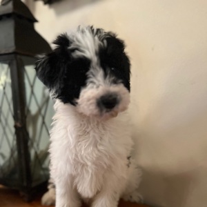 Pyredoodle Puppy Milly