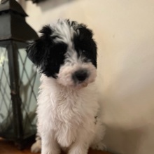 Pyredoodle Puppy Milly