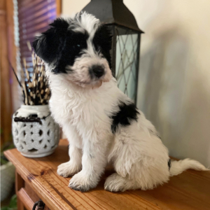 Pyredoodle Puppy Milly