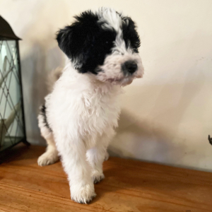Pyredoodle Puppy Milly