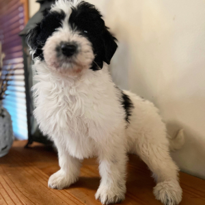 Pyredoodle Puppy Milly