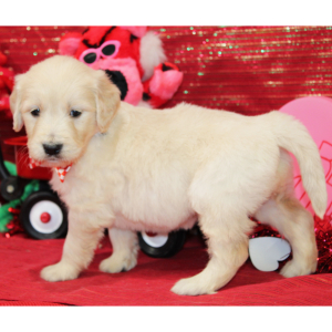 Goldendoodle Puppy Malcolm