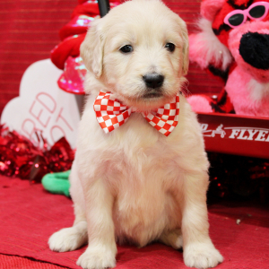 Goldendoodle Puppy Malcolm