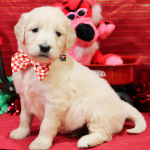 Goldendoodle Puppy Malcolm