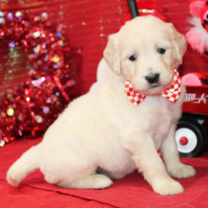Goldendoodle Puppy Malcolm
