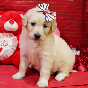 Goldendoodle Puppy Maya