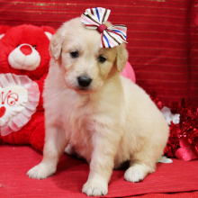 Goldendoodle Puppy Maya