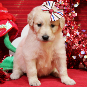 Goldendoodle Puppy Maya