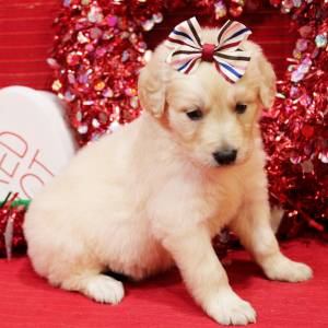Goldendoodle Puppy Maya