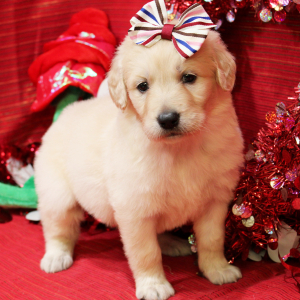 Goldendoodle Puppy Maya