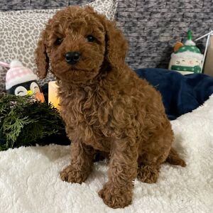 Cavapoo Puppy Kirk