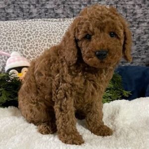 Cavapoo Puppy Kirk