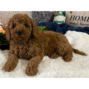 Cavapoo Puppy Kirk