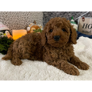 Cavapoo Puppy Kirk
