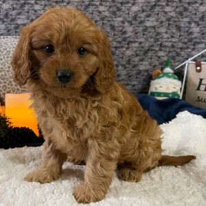 Cavapoo Puppy Debbie