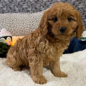 Cavapoo Puppy Debbie