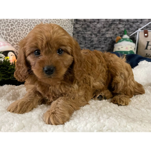 Cavapoo Puppy Debbie