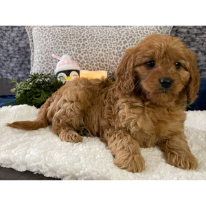 Cavapoo Puppy Debbie