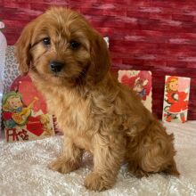 Cavapoo Puppy Debbie