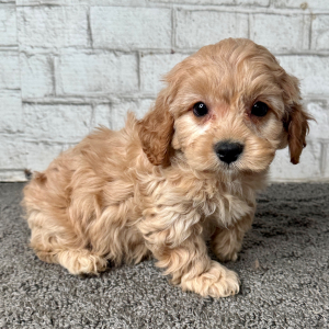 Cavapoo Puppy Baxton