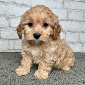 Cavapoo Puppy Baxton