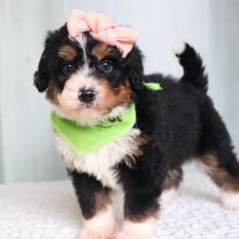 Bernedoodle Puppy Bridget
