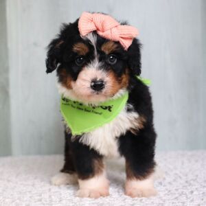 Bernedoodle Puppy Bridget