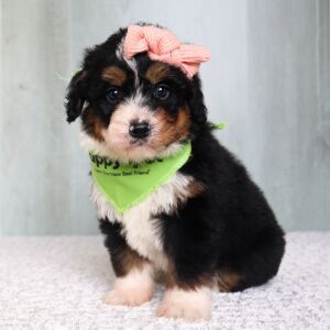 Bernedoodle Puppy Bridget