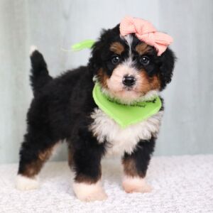 Bernedoodle Puppy Bridget