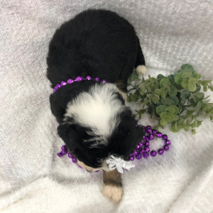 Bernedoodle Puppy Jade