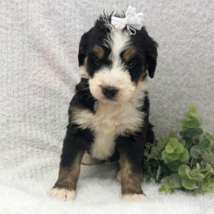 Bernedoodle Puppy Jade
