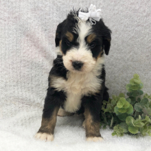 Bernedoodle Puppy Jade