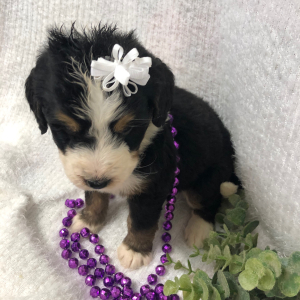 Bernedoodle Puppy Jade