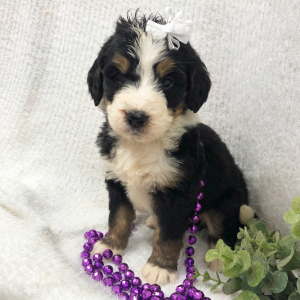 Bernedoodle Puppy Jade