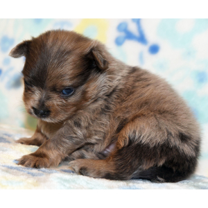 Pomeranian Puppy Pacer