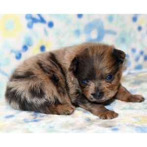 Pomeranian Puppy Pacer