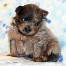 Pomeranian Puppy Pacer
