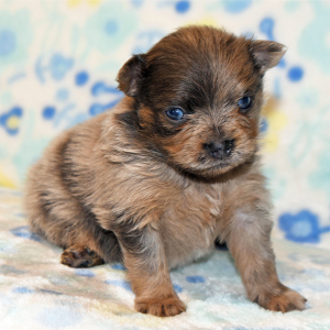 Pomeranian Puppy Pacer