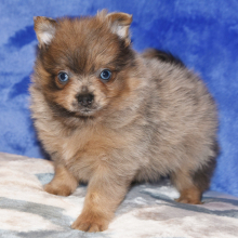 Pomeranian Puppy Pacer