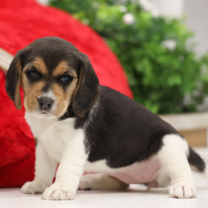 Beagle Puppy Pennie