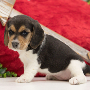 Beagle Puppy Pennie