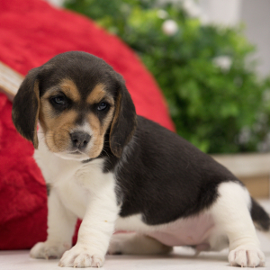 Beagle Puppy Pennie