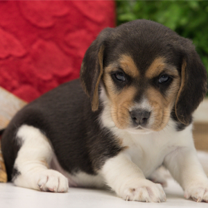 Beagle Puppy Pennie